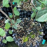 Pommier sauvage (Malus sylvestris)