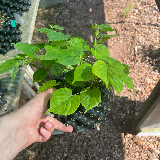 Tilleul commun (Tilia X vulgaris)
