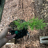 Genévrier de chine (Juniperus chinensis)