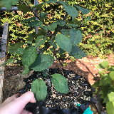 Pommier sauvage (Malus sylvestris)