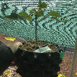 Érable sycomore (Acer pseudoplatanus)