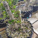 Troène de californie panaché doré (Ligustrum ovalifolium aureum)