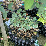 Prunellier (Prunus spinosa)