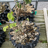 Tilleul commun (Tilia X vulgaris)