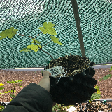 Érable sycomore (Acer pseudoplatanus)