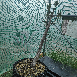 Orme champêtre (Ulmus minor)