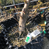 Tilleul à grandes feuilles (Tilia platyphyllos)