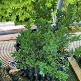 Buis commun (Buxus semperviens)