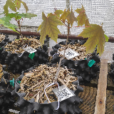 Érable sycomore (Acer pseudoplatanus)