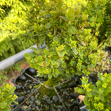 Buis commun (Buxus semperviens)