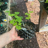 Tilleul commun (Tilia X vulgaris)