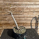 Liquidambar (Liquidambar styraciflua)