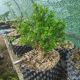 Buis commun (Buxus semperviens)