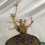 Érable champêtre (Acer campestre)