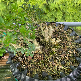 Buis commun (Buxus semperviens)