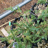 Genévrier commun (Juniperus communis)