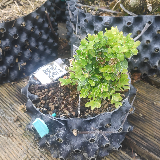 Buis commun (Buxus semperviens)