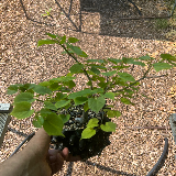Tilleul commun (Tilia X vulgaris)