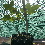 Érable sycomore (Acer pseudoplatanus)