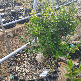 Troène de californie panaché doré (Ligustrum ovalifolium aureum)