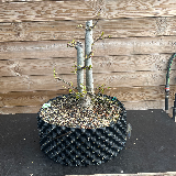 Liquidambar (Liquidambar styraciflua)