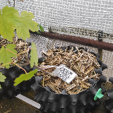 Érable sycomore (Acer pseudoplatanus)