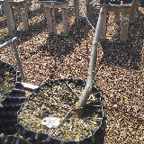 Érable plane (Acer platanoides)