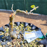 Orme champêtre (Ulmus minor)