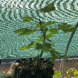 Érable sycomore (Acer pseudoplatanus)