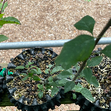 Pommier sauvage (Malus sylvestris)