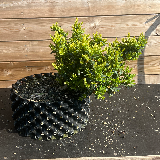 Buis commun (Buxus semperviens)