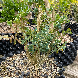 Buis commun (Buxus semperviens)