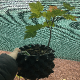 Érable sycomore (Acer pseudoplatanus)