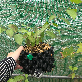 Cornouiller sanguin (Cornus sanguinea)