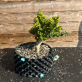 Buis commun (Buxus semperviens)
