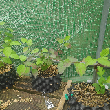 Cornouiller sanguin (Cornus sanguinea)