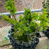 Buis commun (Buxus semperviens)