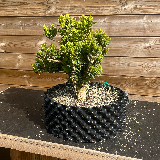 Buis commun (Buxus semperviens)