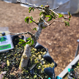 Orme champêtre (Ulmus minor)