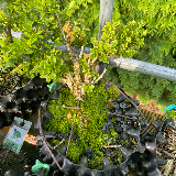 Buis commun (Buxus semperviens)
