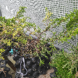 Genévrier de chine (Juniperus chinensis)
