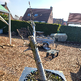 Chêne pédonculé (Quercus robur)