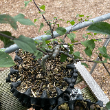 Pommier sauvage (Malus sylvestris)
