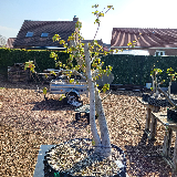 Érable champêtre (Acer campestre)