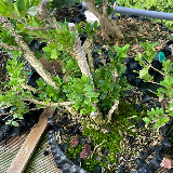 Buis commun (Buxus semperviens)