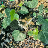 Lierre grimpant (Hedera helix)
