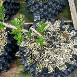 Buis commun (Buxus semperviens)