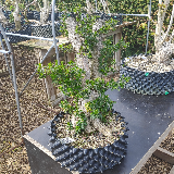 Troène de californie panaché doré (Ligustrum ovalifolium aureum)