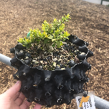 Genévrier de chine « blue » (Juniperus chinensis « Blue »)