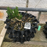 Buis commun (Buxus semperviens)